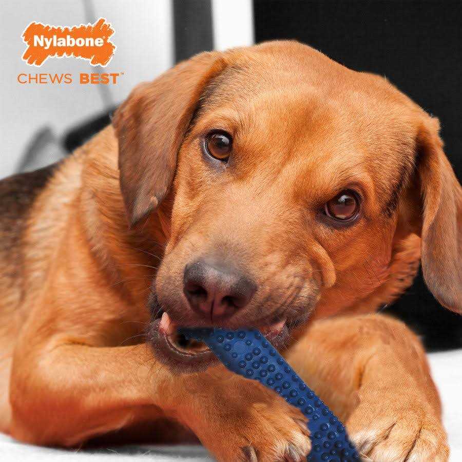 Dental Chew O615